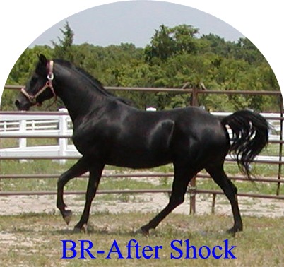 BR-After Shock
