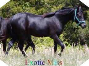 Exotic Miss
